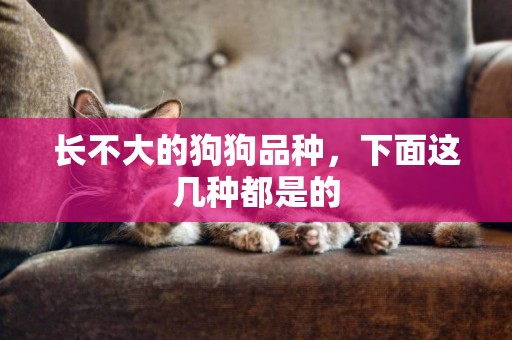 長不大的狗狗品種，下面這幾種都是的