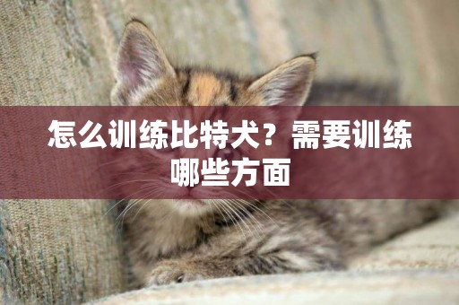 怎么訓練比特犬？需要訓練哪些方面