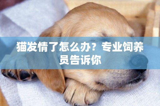 貓發情了怎么辦？專業飼養員告訴你