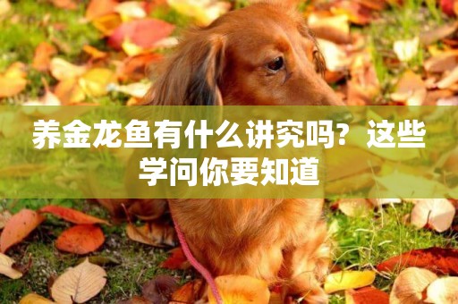 養金龍魚有什么講究嗎?  這些學問你要知道