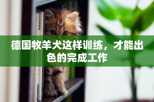 德國牧羊犬這樣訓練，才能出色的完成工作