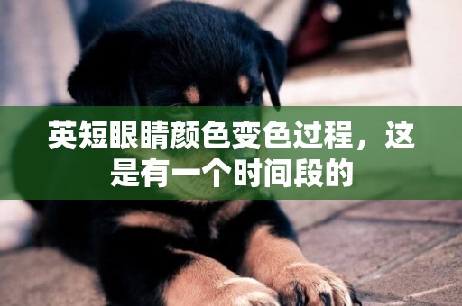 英短眼睛顏色變色過程，這是有一個時間段的