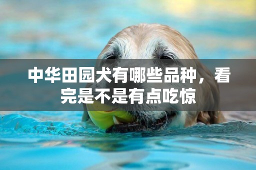 中華田園犬有哪些品種，看完是不是有點吃驚