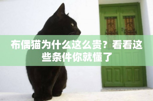 布偶貓為什么這么貴？看看這些條件你就懂了