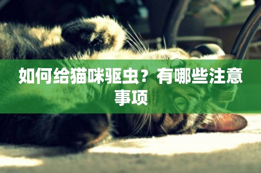 如何給貓咪驅蟲？有哪些注意事項