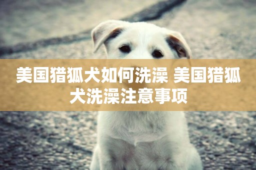 美國獵狐犬如何洗澡 美國獵狐犬洗澡注意事項
