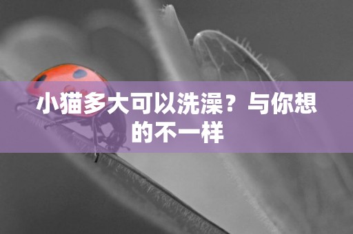 小貓多大可以洗澡？與你想的不一樣