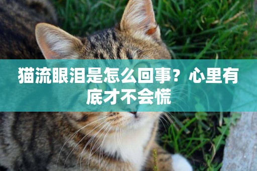 貓流眼淚是怎么回事？心里有底才不會慌