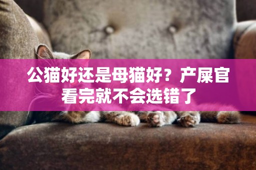 公貓好還是母貓好？產屎官看完就不會選錯了