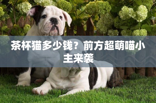 茶杯貓多少錢？前方超萌喵小主來襲