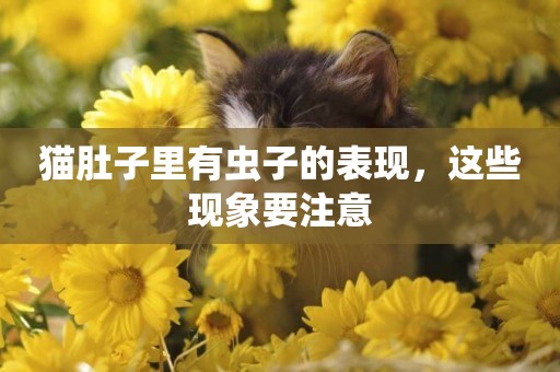 貓肚子里有蟲子的表現，這些現象要注意