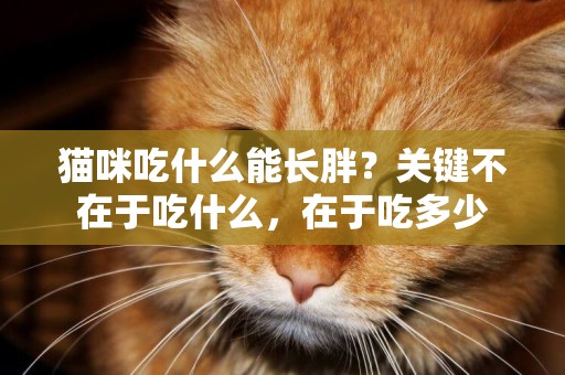貓咪吃什么能長胖？關鍵不在于吃什么，在于吃多少
