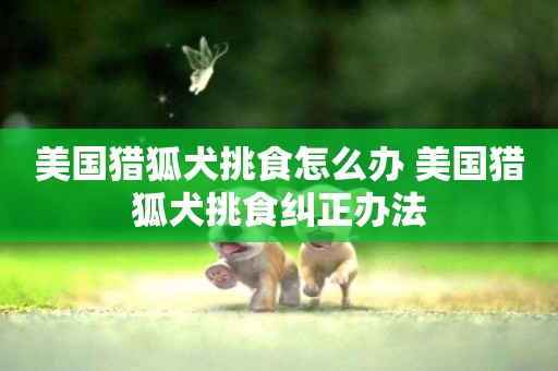 美國獵狐犬挑食怎么辦 美國獵狐犬挑食糾正辦法