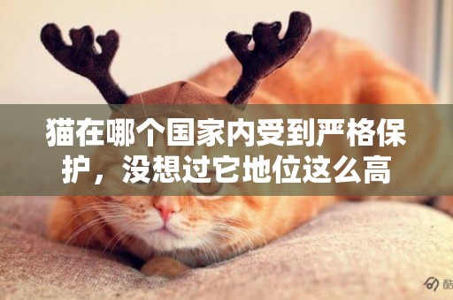 貓在哪個國家內受到嚴格保護，沒想過它地位這么高