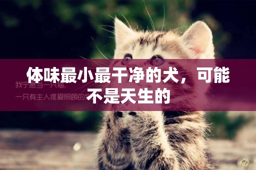體味最小最干凈的犬，可能不是天生的