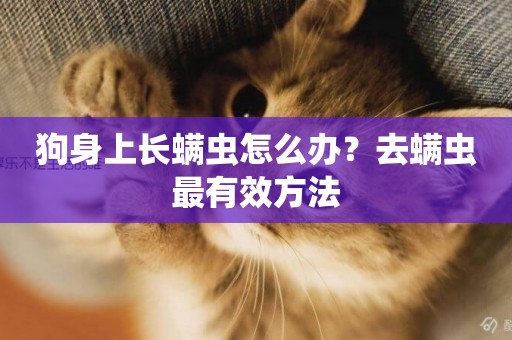 狗身上長螨蟲怎么辦？去螨蟲最有效方法