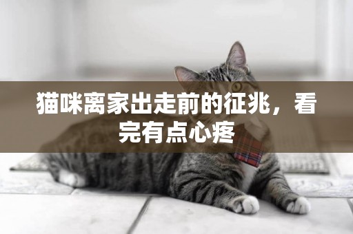 貓咪離家出走前的征兆，看完有點心疼