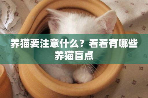 養貓要注意什么？看看有哪些養貓盲點