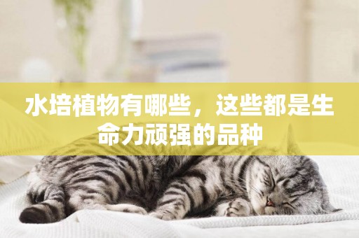 水培植物有哪些，這些都是生命力頑強的品種