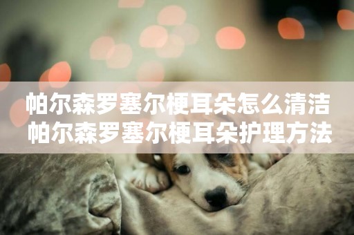 帕爾森羅塞爾梗耳朵怎么清潔 帕爾森羅塞爾梗耳朵護理方法