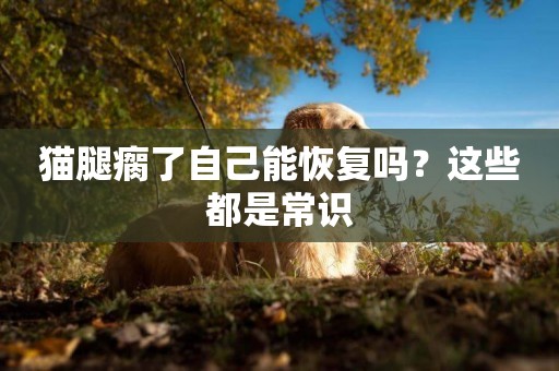 貓腿瘸了自己能恢復嗎？這些都是常識