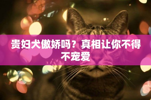 貴婦犬傲嬌嗎？真相讓你不得不寵愛