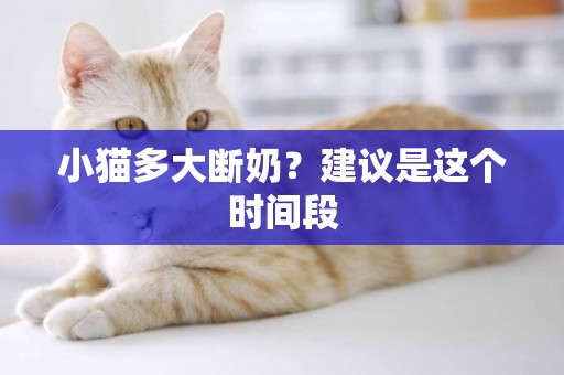 小貓多大斷奶？建議是這個時間段