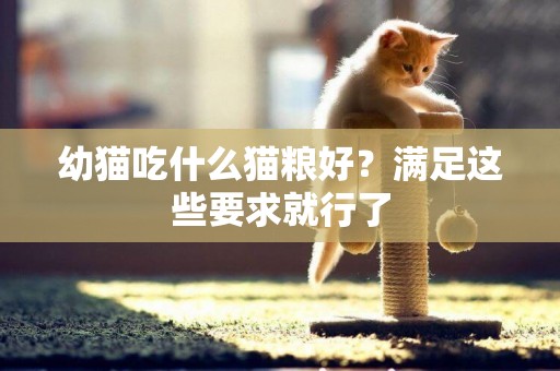 幼貓吃什么貓糧好？滿足這些要求就行了