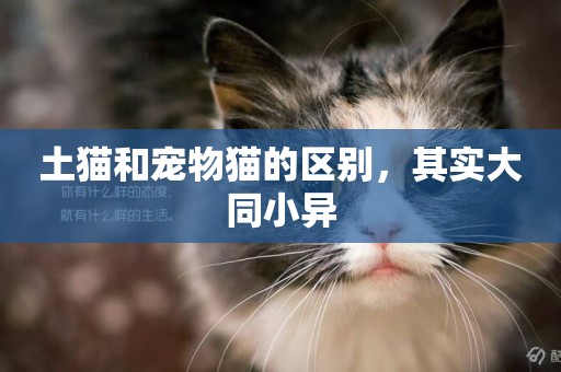 土貓和寵物貓的區別，其實大同小異