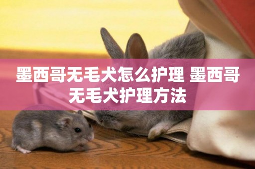 墨西哥無毛犬怎么護理 墨西哥無毛犬護理方法