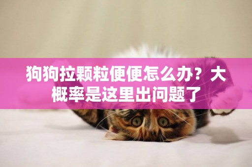 狗狗拉顆粒便便怎么辦？大概率是這里出問題了