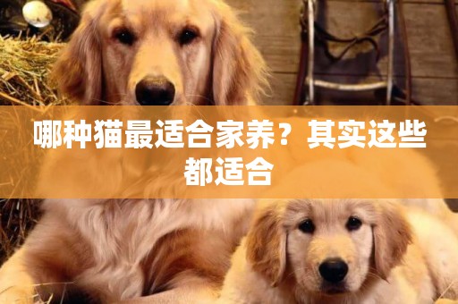 哪種貓最適合家養？其實這些都適合