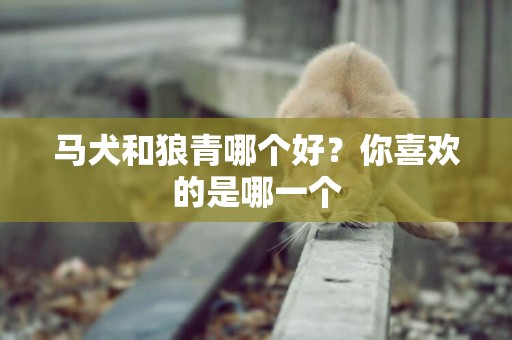 馬犬和狼青哪個好？你喜歡的是哪一個