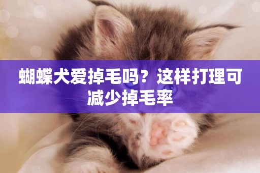 蝴蝶犬愛掉毛嗎？這樣打理可減少掉毛率