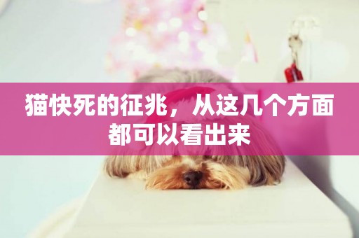 貓快死的征兆，從這幾個方面都可以看出來