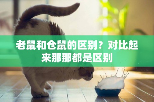 老鼠和倉鼠的區別？對比起來那那都是區別