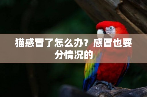 貓感冒了怎么辦？感冒也要分情況的