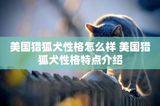 美國獵狐犬性格怎么樣 美國獵狐犬性格特點介紹