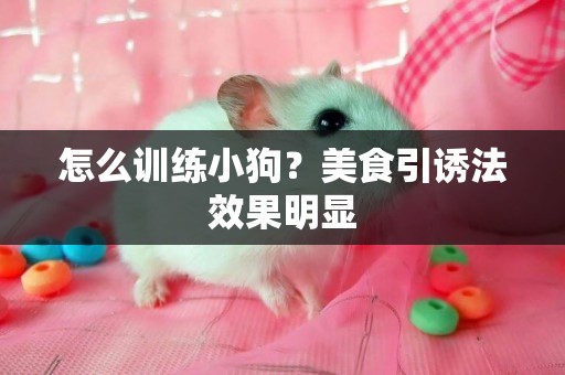 怎么訓練小狗？美食引誘法效果明顯
