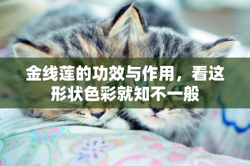 金線蓮的功效與作用，看這形狀色彩就知不一般