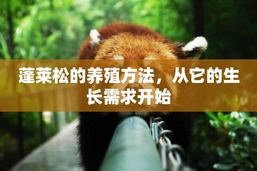 蓬萊松的養殖方法，從它的生長需求開始