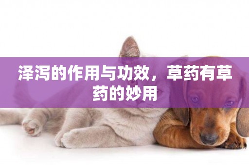 澤瀉的作用與功效，草藥有草藥的妙用