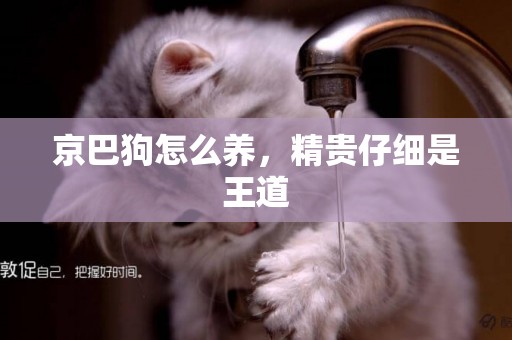 京巴狗怎么養，精貴仔細是王道
