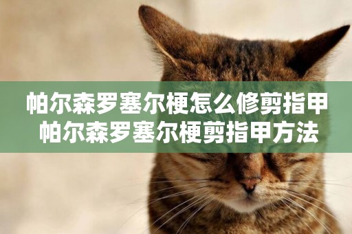 帕爾森羅塞爾梗怎么修剪指甲 帕爾森羅塞爾梗剪指甲方法