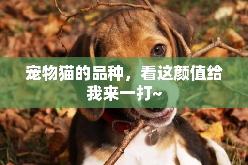 寵物貓的品種，看這顏值給我來一打~