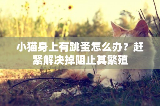 小貓身上有跳蚤怎么辦？趕緊解決掉阻止其繁殖