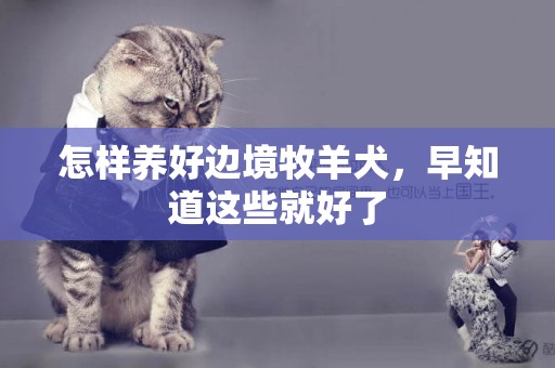 怎樣養好邊境牧羊犬，早知道這些就好了