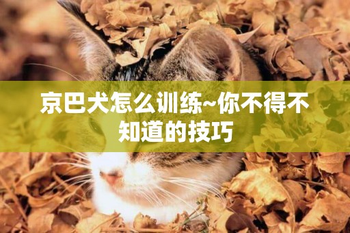 京巴犬怎么訓練~你不得不知道的技巧