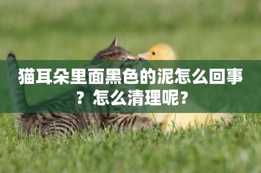 貓耳朵里面黑色的泥怎么回事？怎么清理呢？