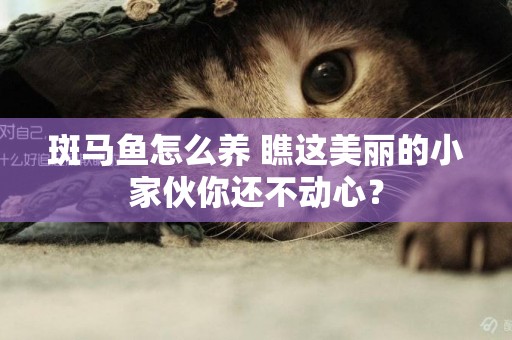 斑馬魚怎么養 瞧這美麗的小家伙你還不動心？